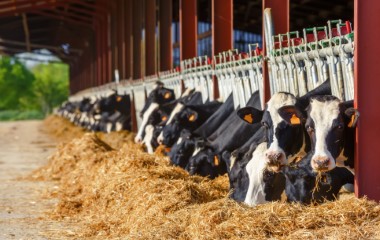 Feed and Agribusiness